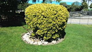 Mantenimiento de jardines madrid