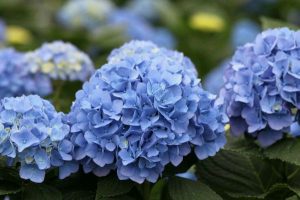 Mantenimiento Hortensia Madrid