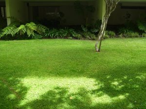 jardineros en madrid